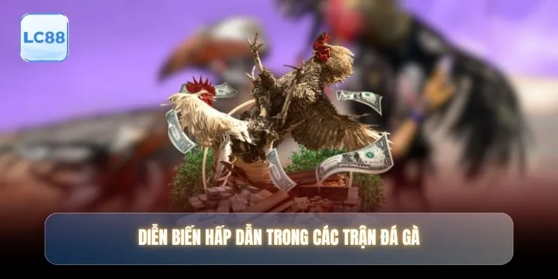 Diễn biến hấp dẫn trong các trận đá gà